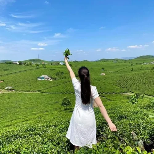 đồi Chè Mộc Châu