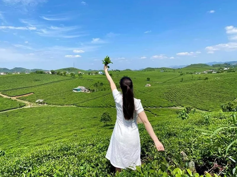 đồi Chè Mộc Châu