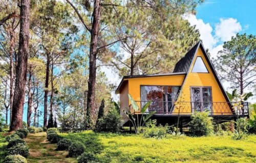 Rừng Thông Bản Áng